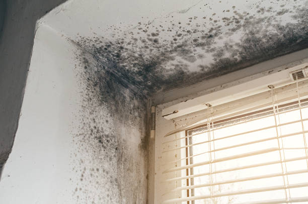 Affordable Mold Cleanup solutions in Fredericksburg, TX